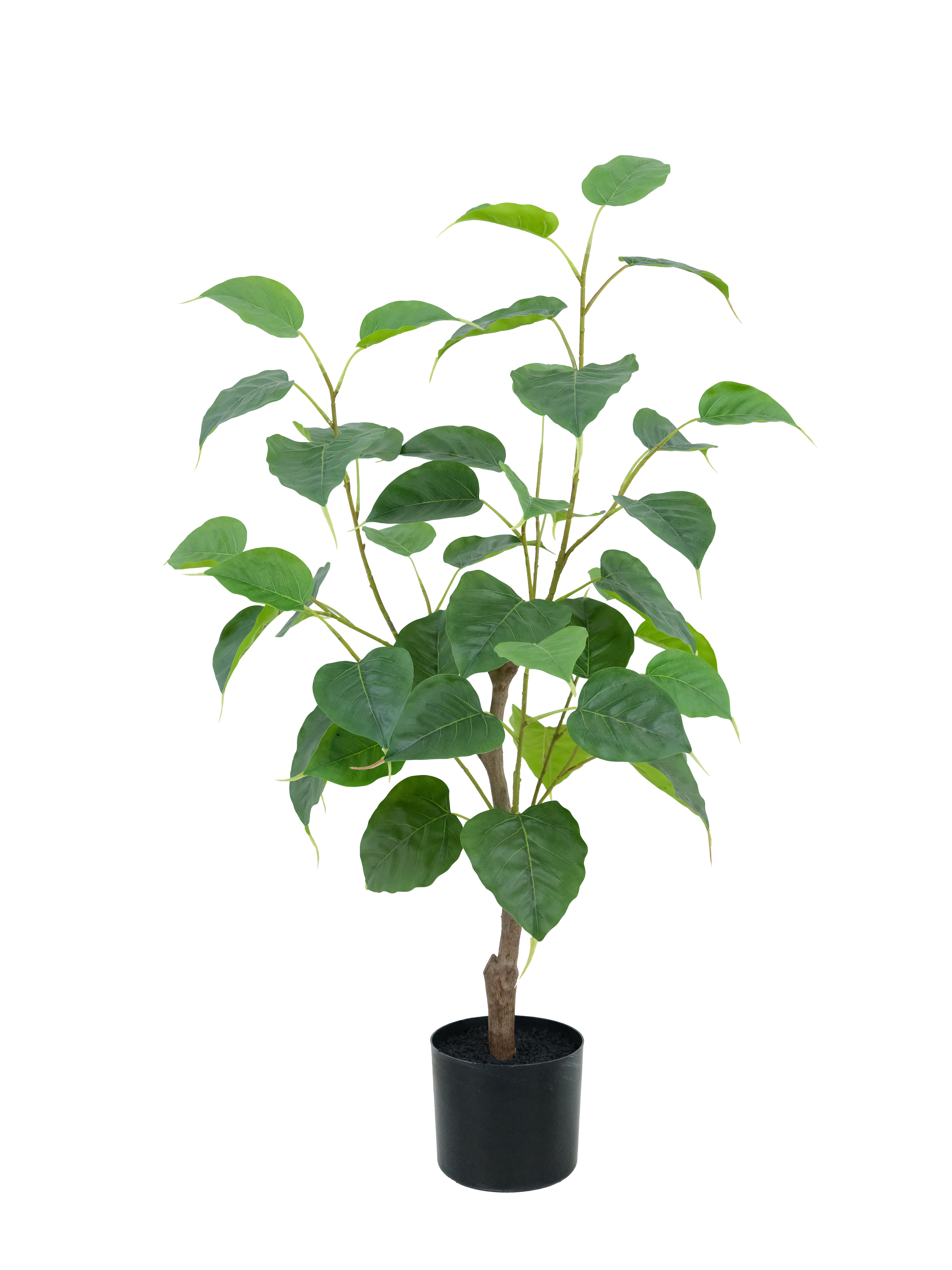 Potted Ficus Religiosa