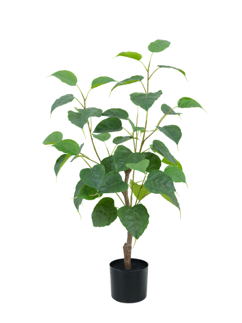 Potted Ficus Religiosa