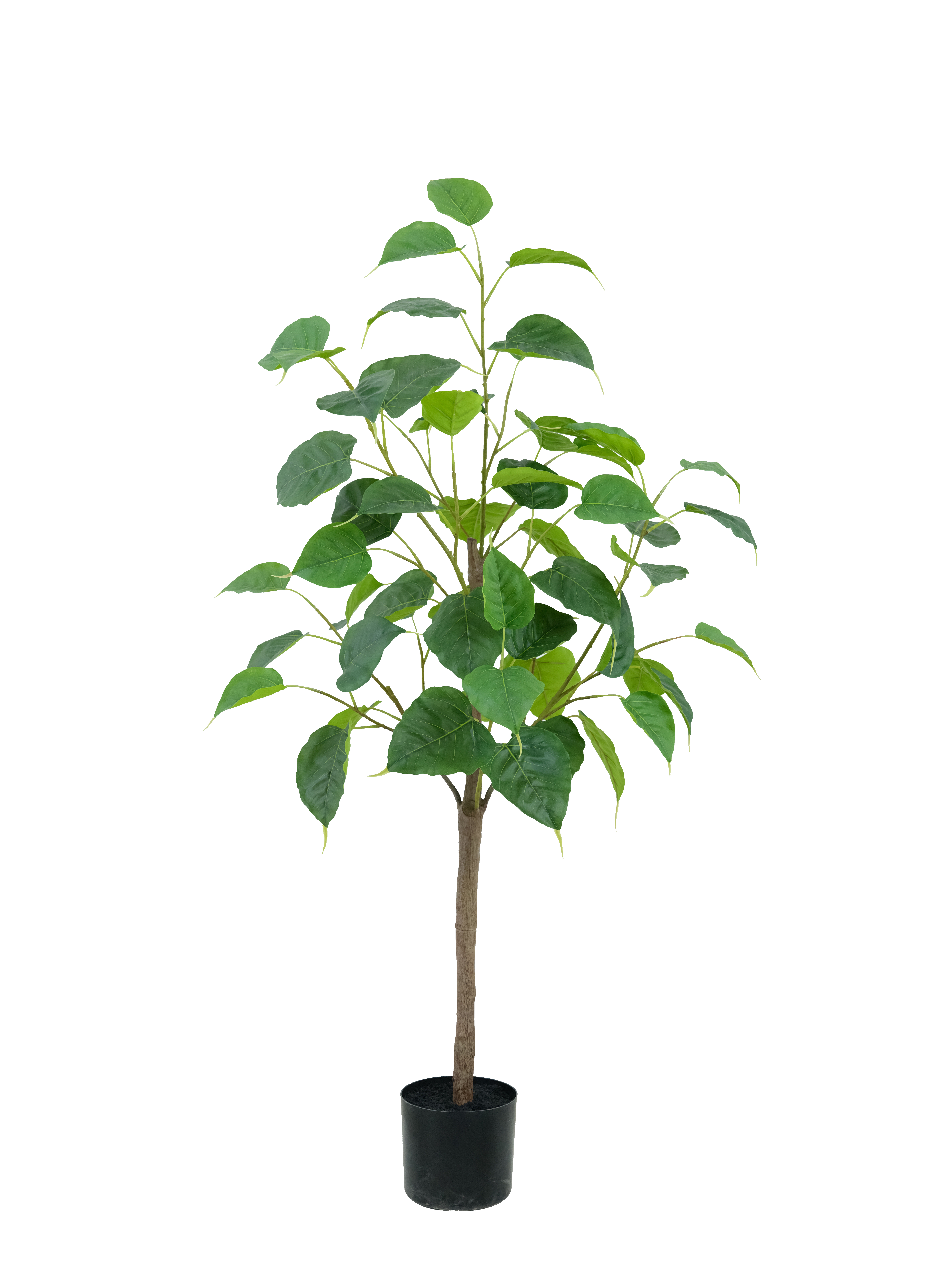 Potted Ficus Religiosa