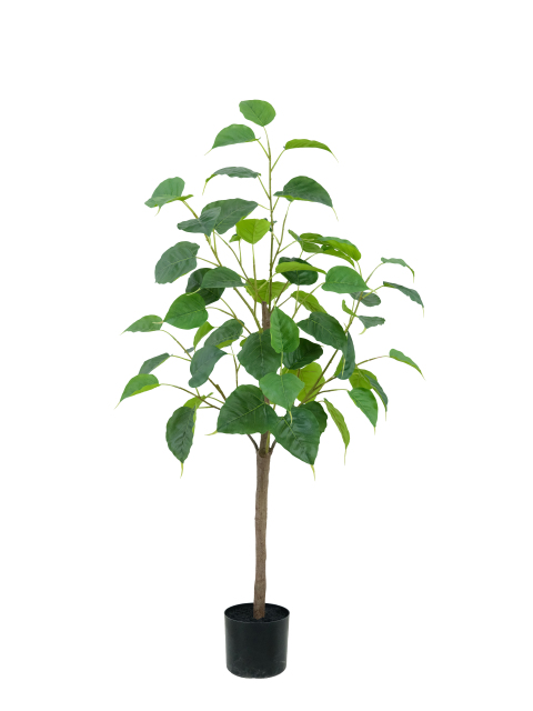Potted Ficus Religiosa