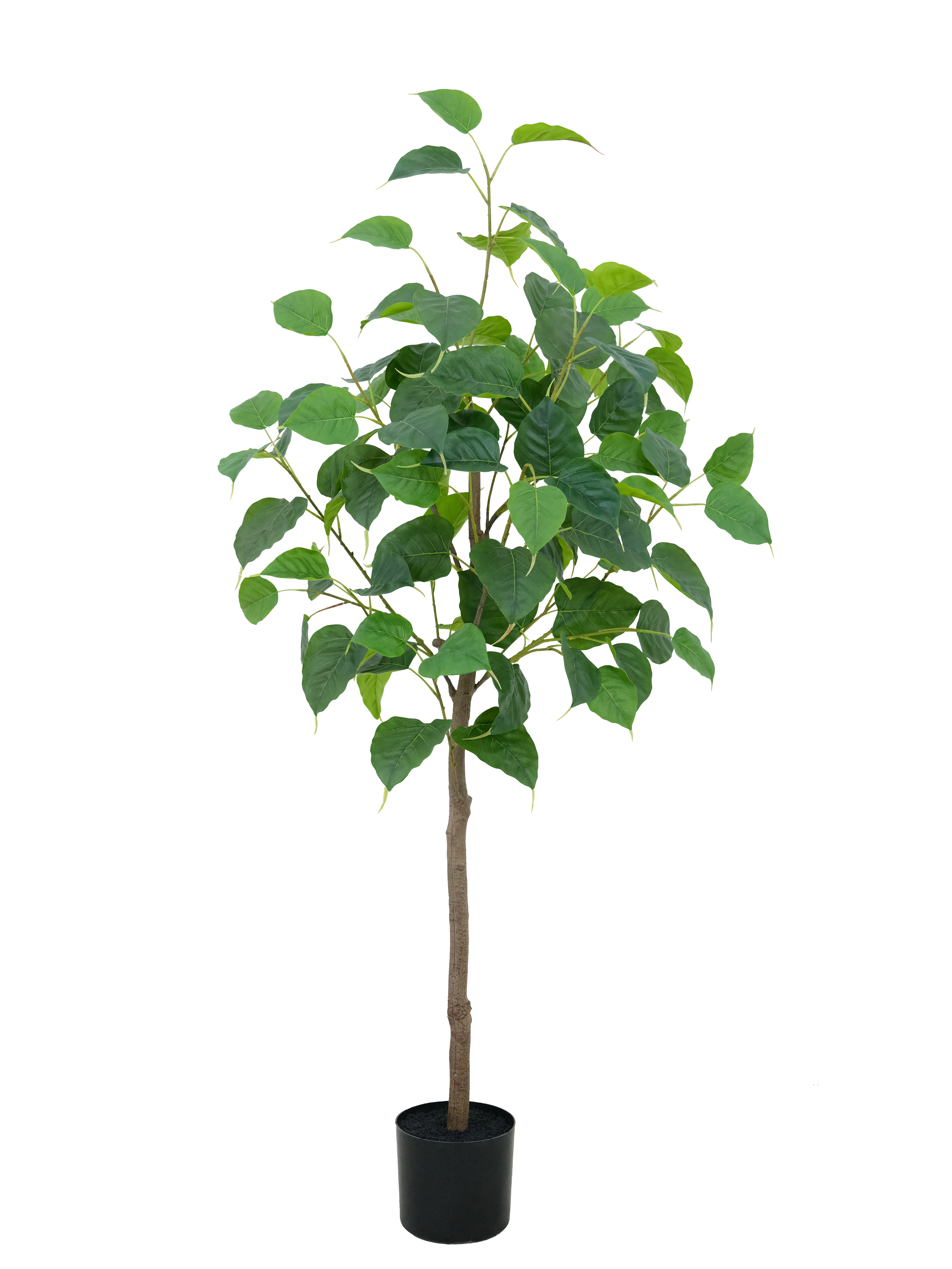 Potted Ficus Religiosa
