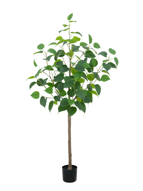 Potted Ficus Religiosa