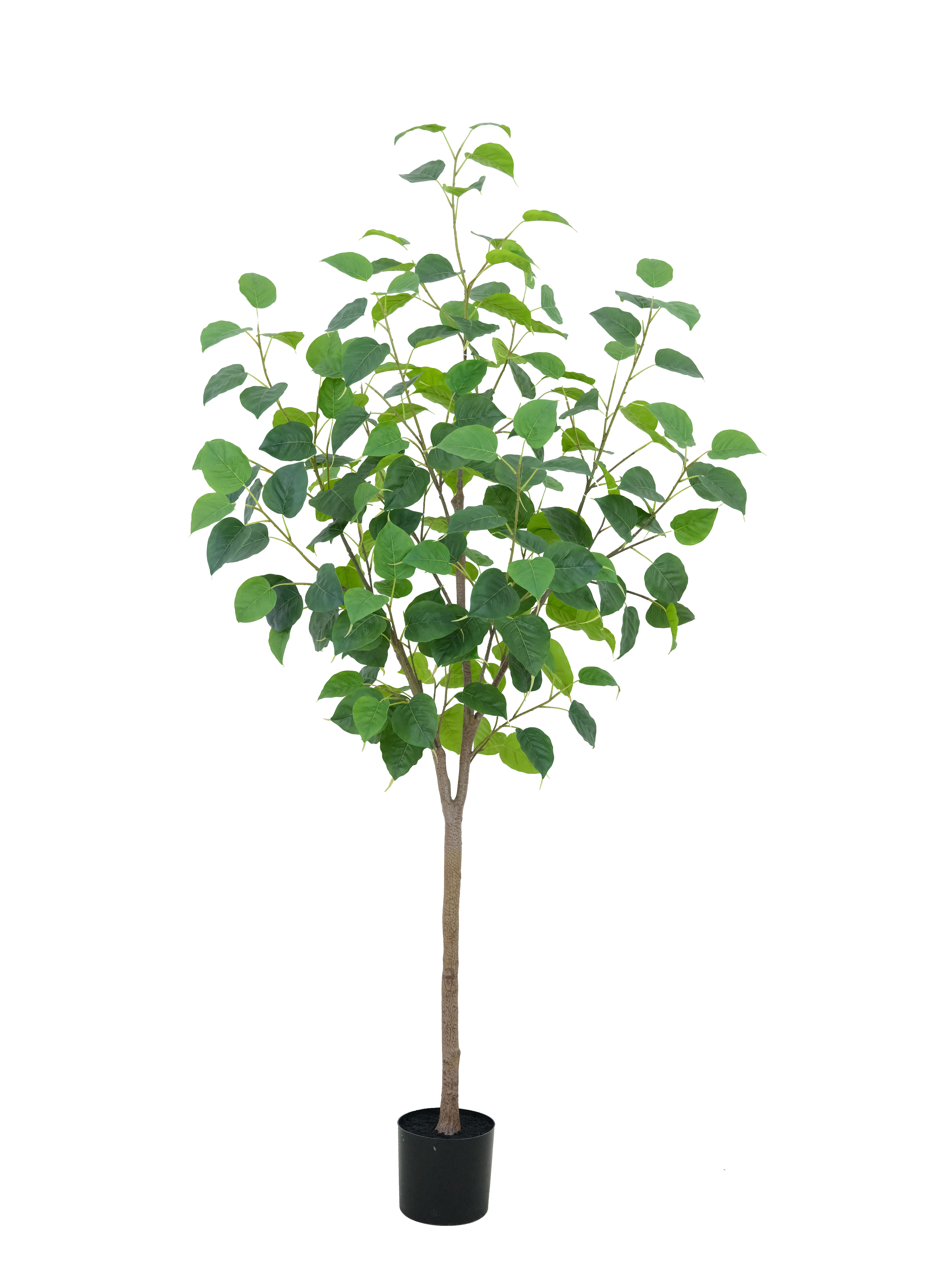 Potted Ficus Religiosa