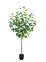 Potted Ficus Religiosa