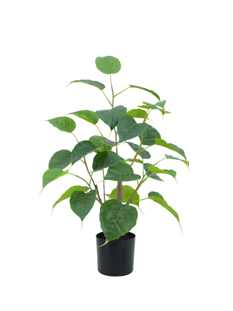 Potted Ficus Religiosa