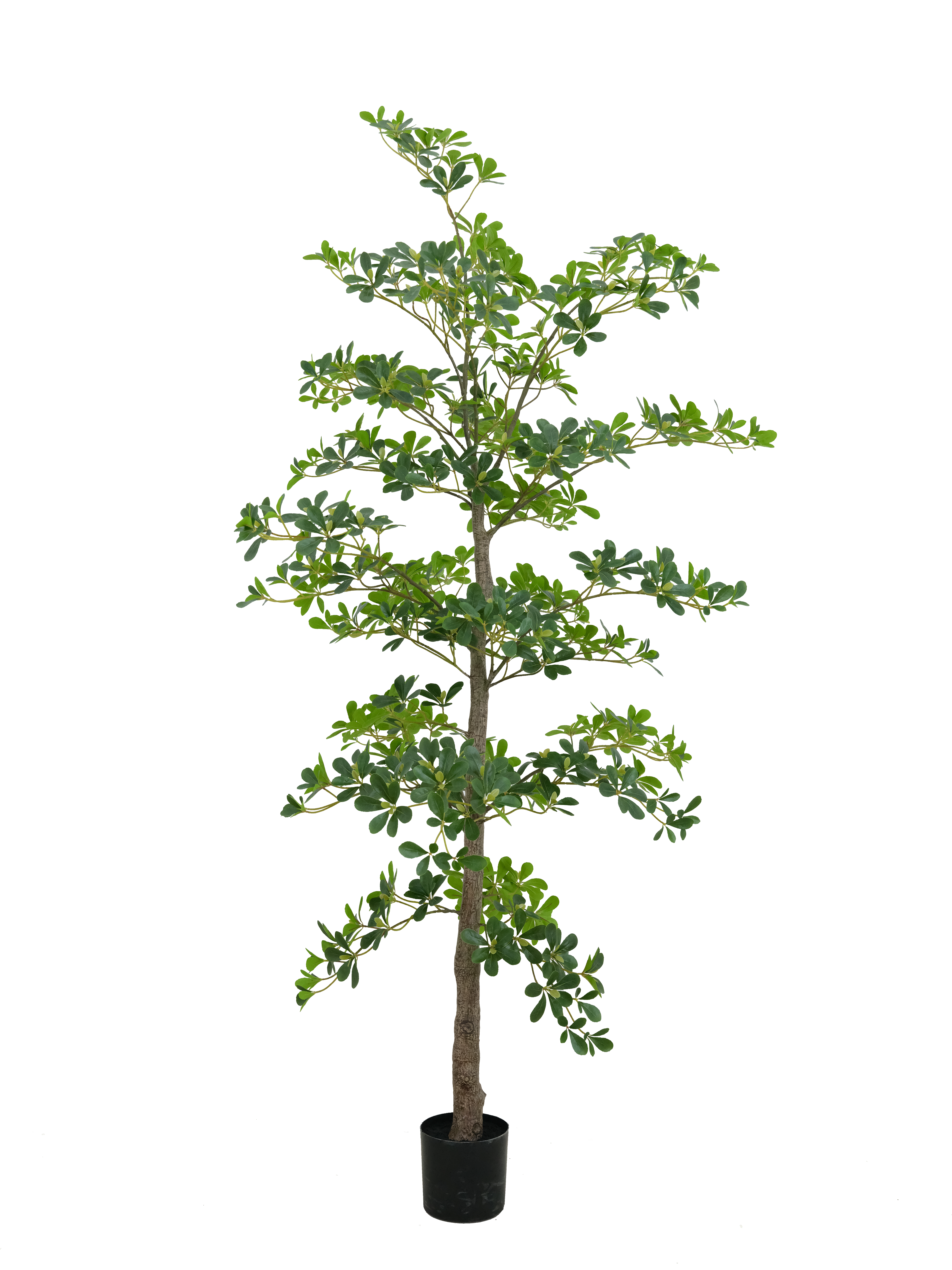 Potted Umbrella Tree