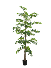 Potted Umbrella Tree