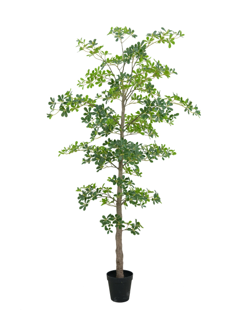 Potted Umbrella Tree