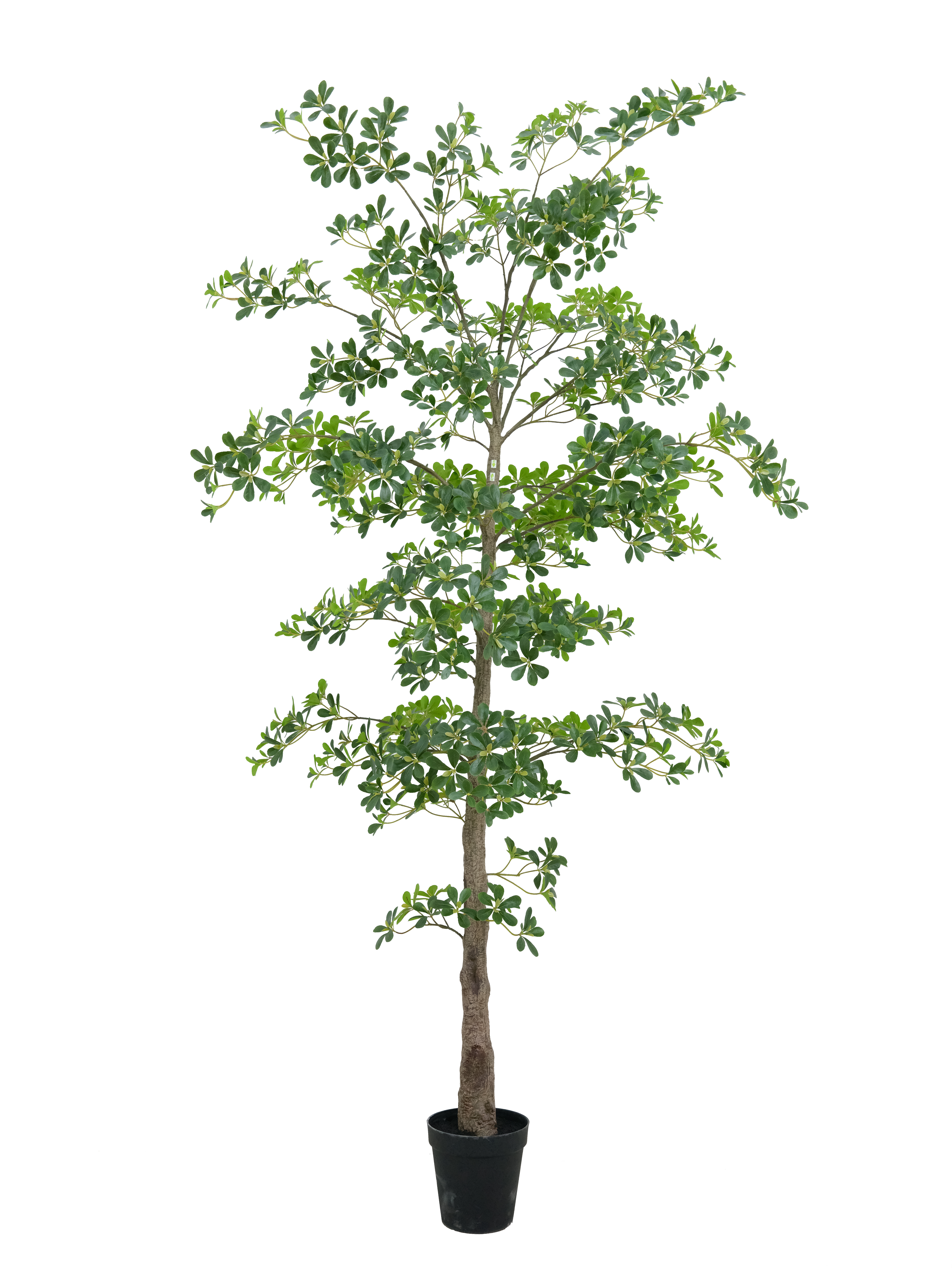 Potted Umbrella Tree