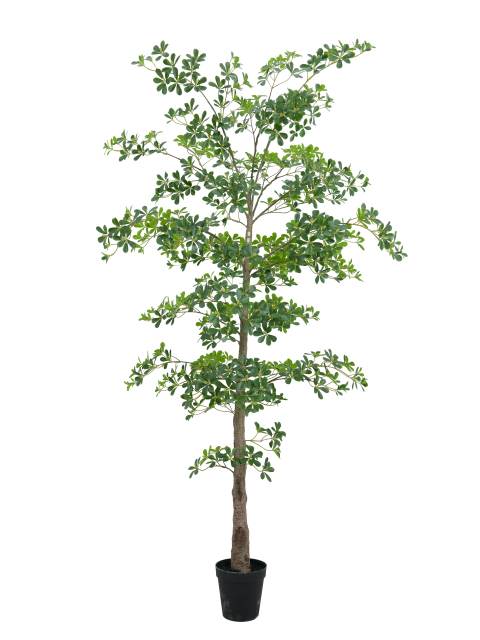 Potted Umbrella Tree