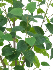 Potted Ficus Religiosa