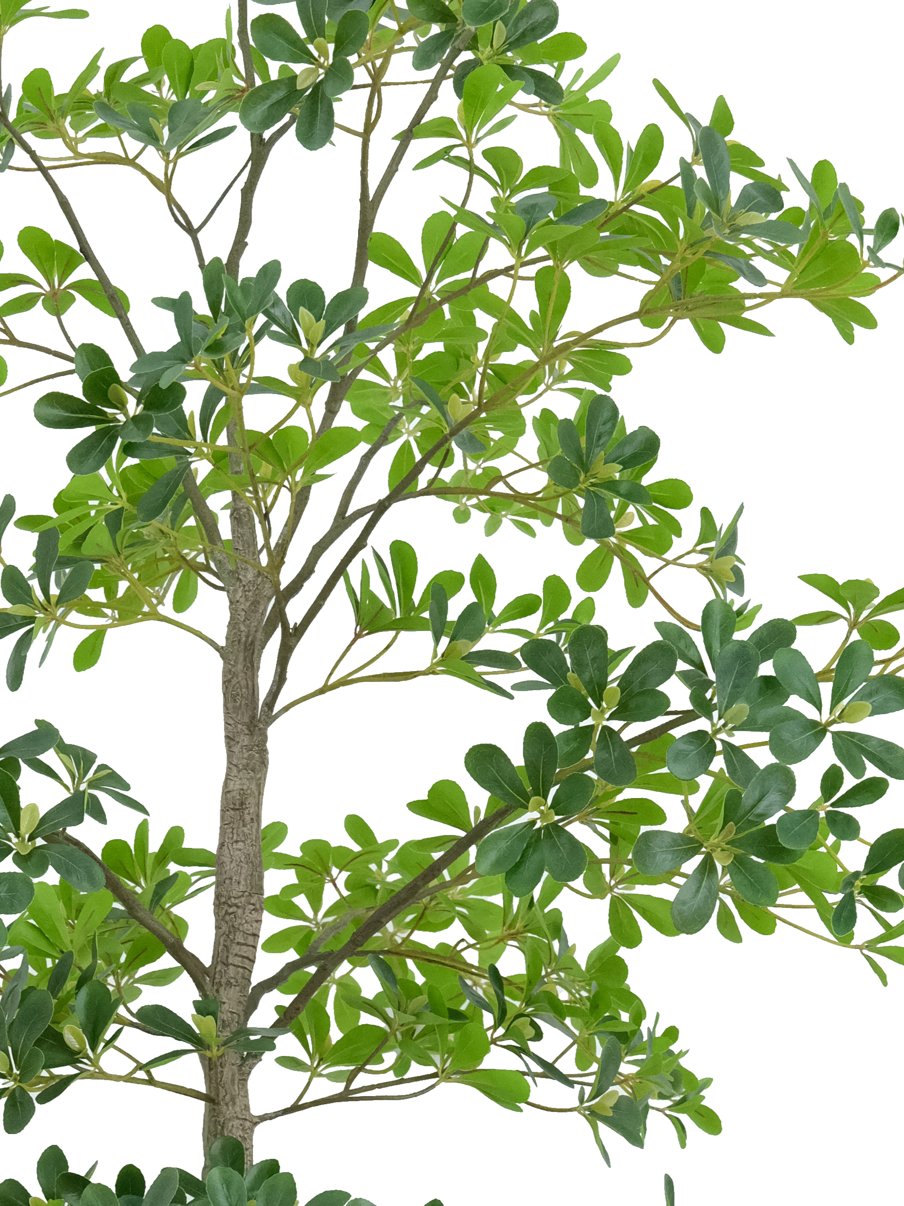 Potted Umbrella Tree