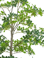 Potted Umbrella Tree
