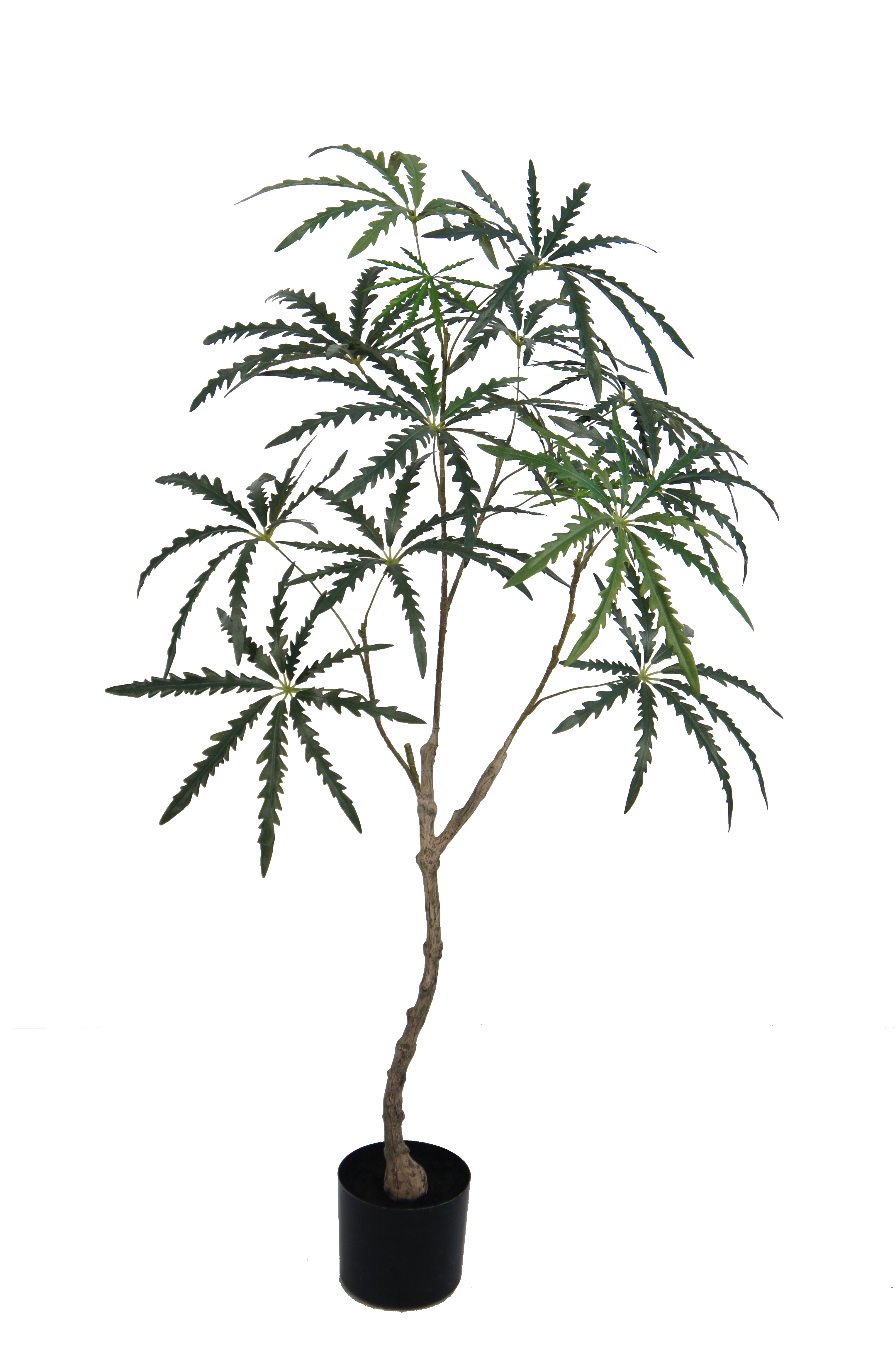 Artificial False Aralia