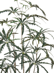 Artificial False Aralia