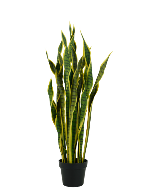 Snake Plant Potted Plant
