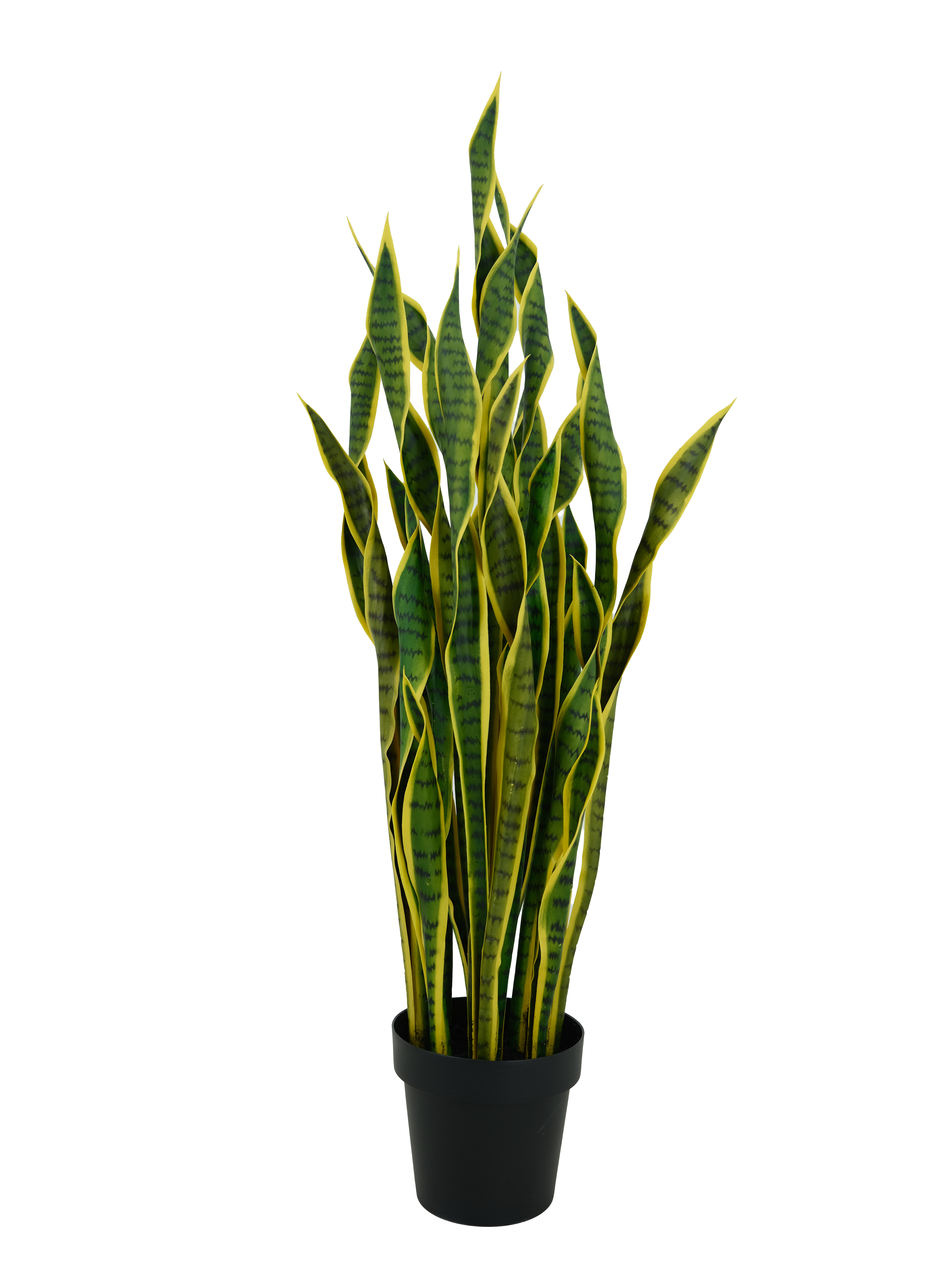 Snake Plant Potted Plant