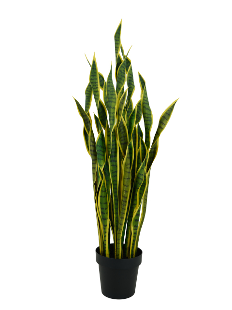 Snake Plant Potted Plant