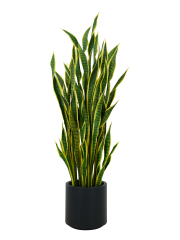 Snake Plant Potted Plant