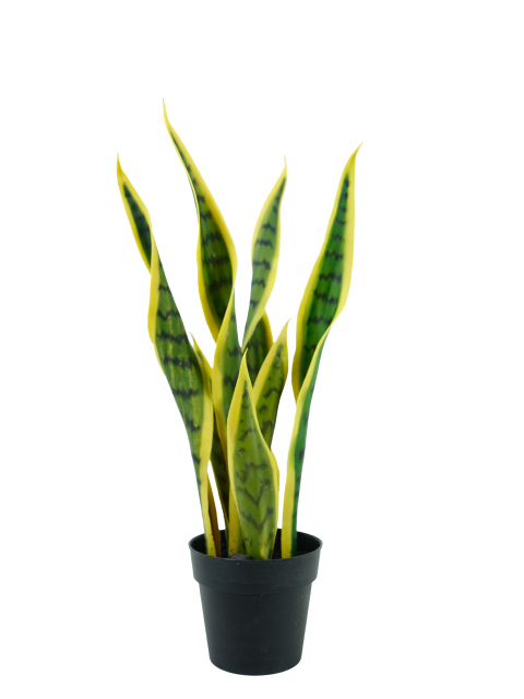 Snake Plant Potted Plant