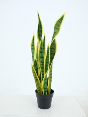 Snake Plant Potted Plant