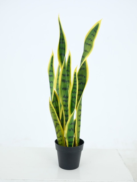 Snake Plant Potted Plant