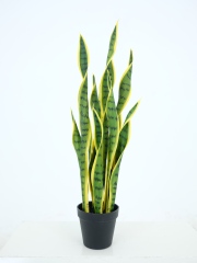 Snake Plant Potted Plant