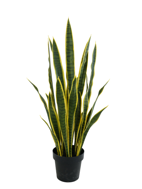 Snake Plant Potted Plant