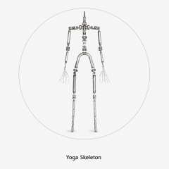 EVO / Yoga Skeleton (Max Flexibility) +$50.00