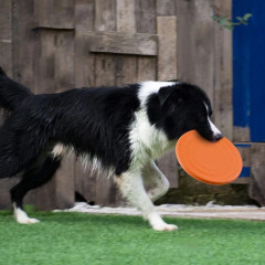Dog Flying Disc Chew Resistant Interactive Pet Training Toy