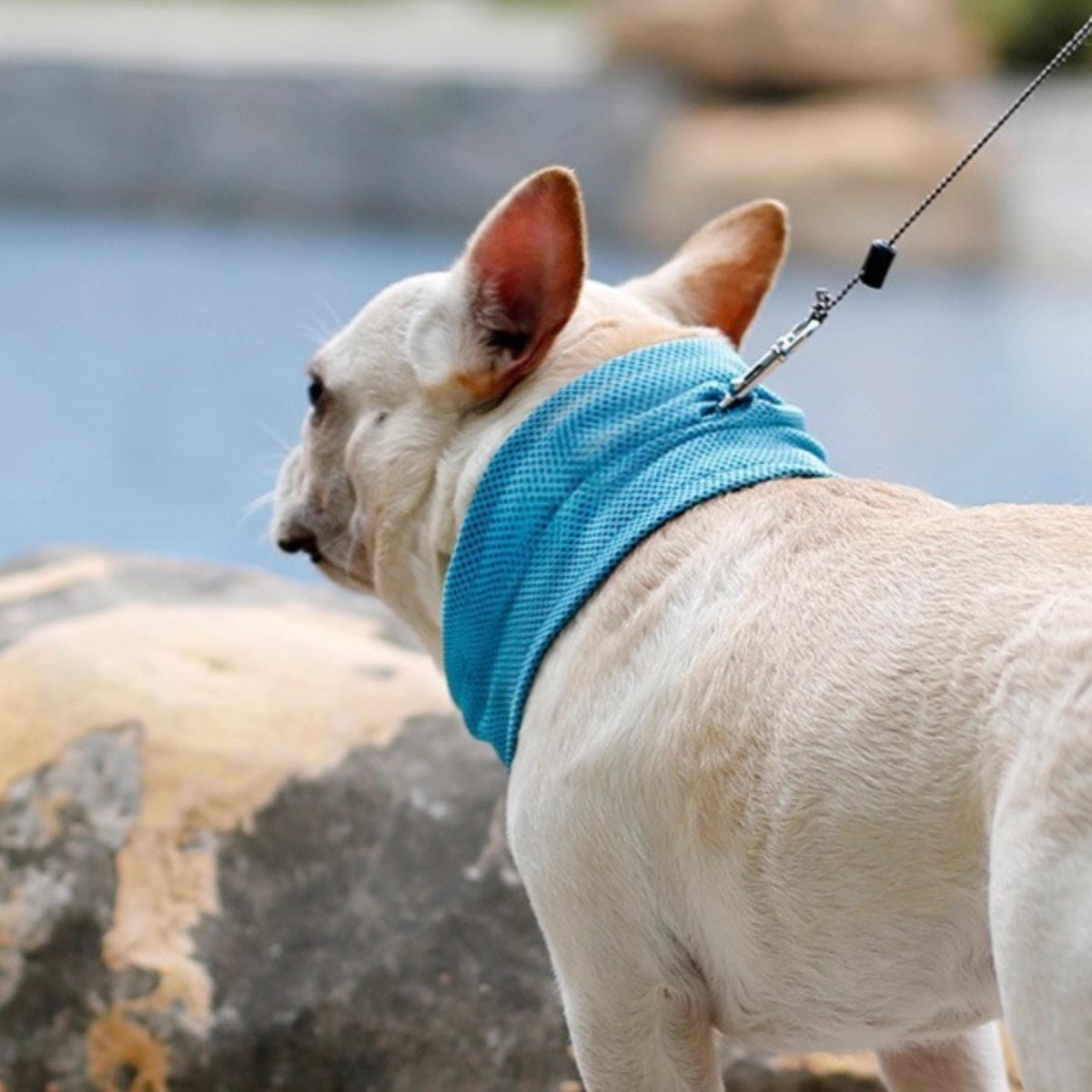 Summer Outdoor Dog Breathable Instat Cooling Bandana