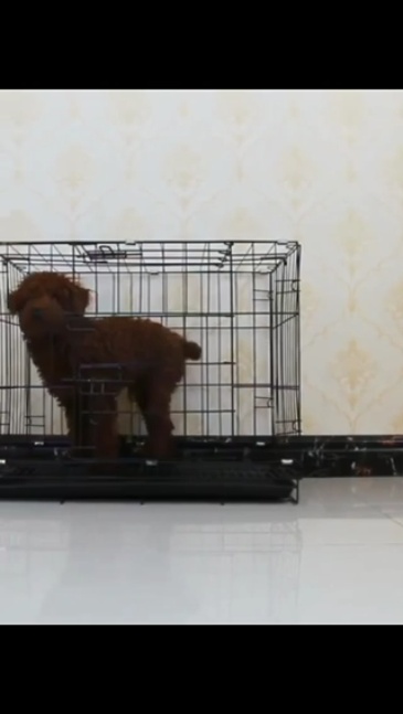 Foldable Metal Pet Crate