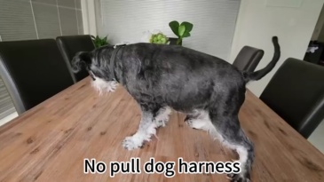 adjustable pet harness