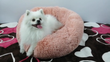 Cozy Luxury nest bed
