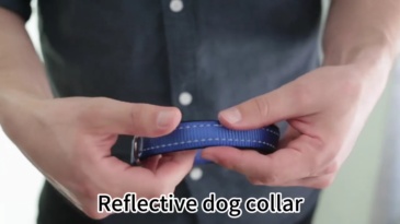 Animal Collars