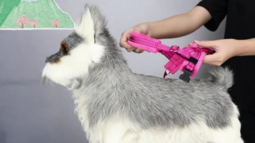 colorful chest harnesses