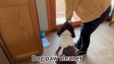 paw cleaning cup