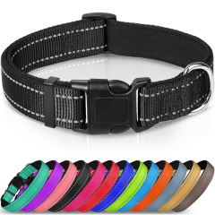 Animal Collars