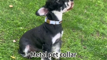 metal pet collar