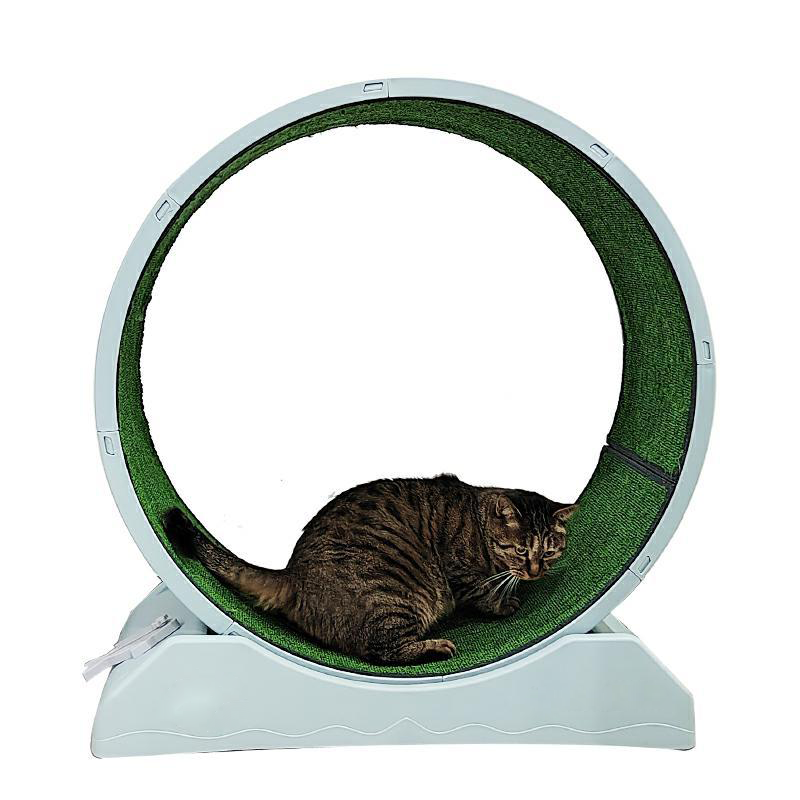 cat treadmill