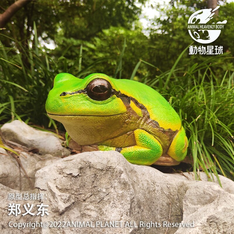 Animal Planet Hylachinensis Plus Model Tree Frog Desk Decoration