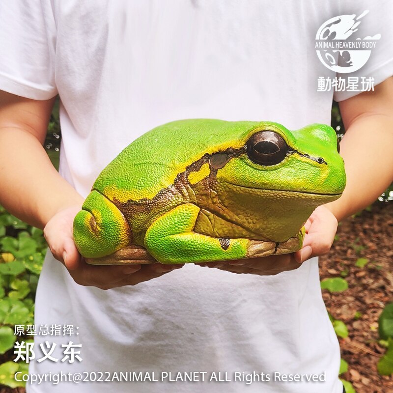Animal Planet Hylachinensis Plus Model Tree Frog Desk Decoration