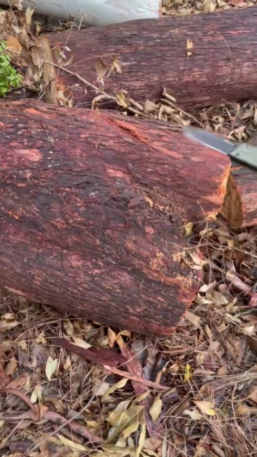 VOREXIS Slide-Thrust Knife