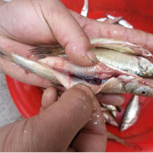 High Efficiency Fish Guts Removing Killing Scaling Cleaning Gutting Machines Price