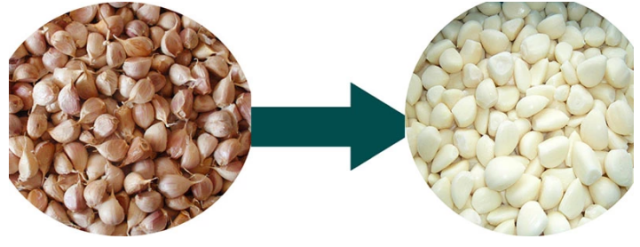 Electric Small Garlic Peeling Machine Automatic India