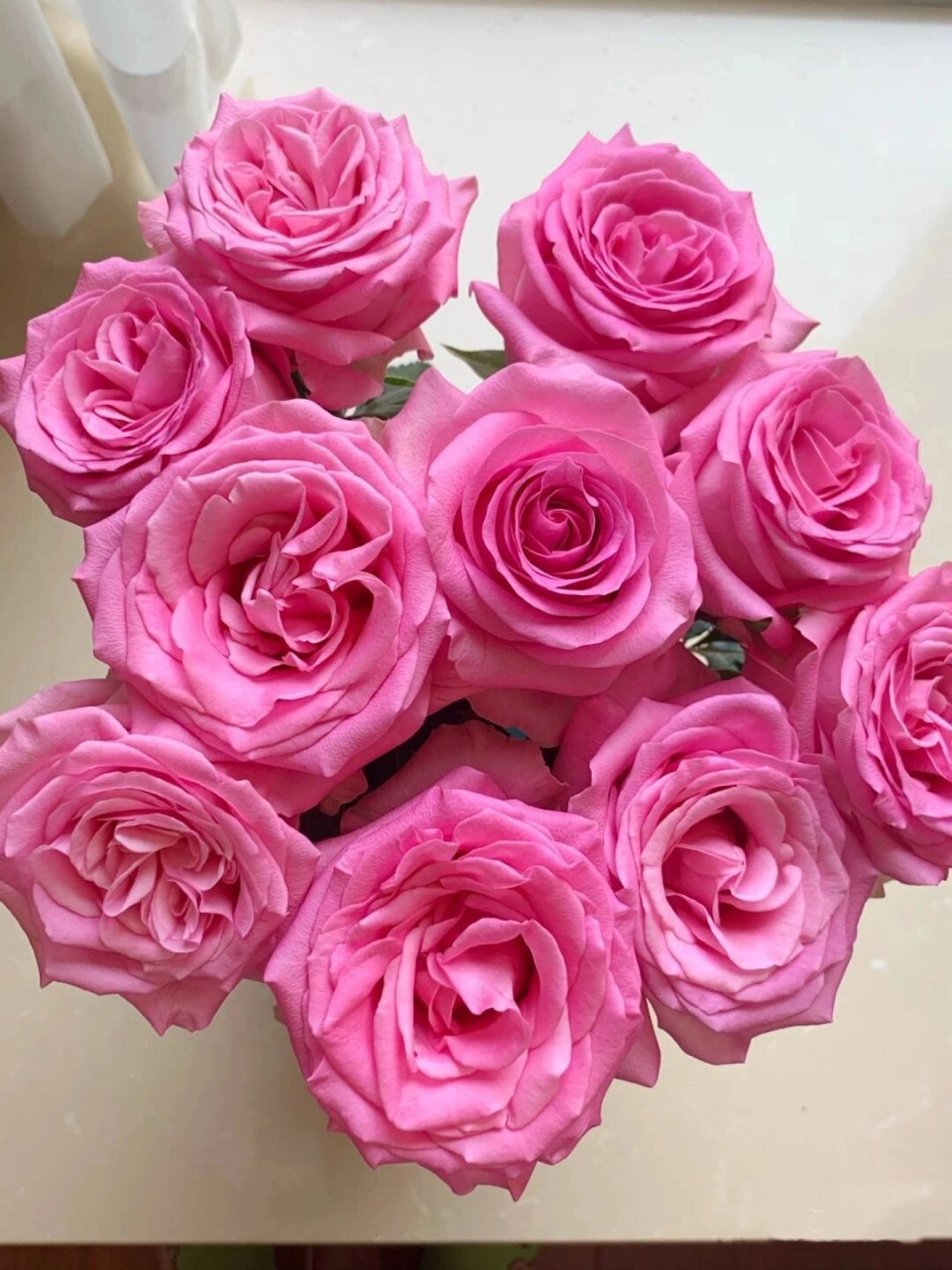 Sweet Avalanche Rose