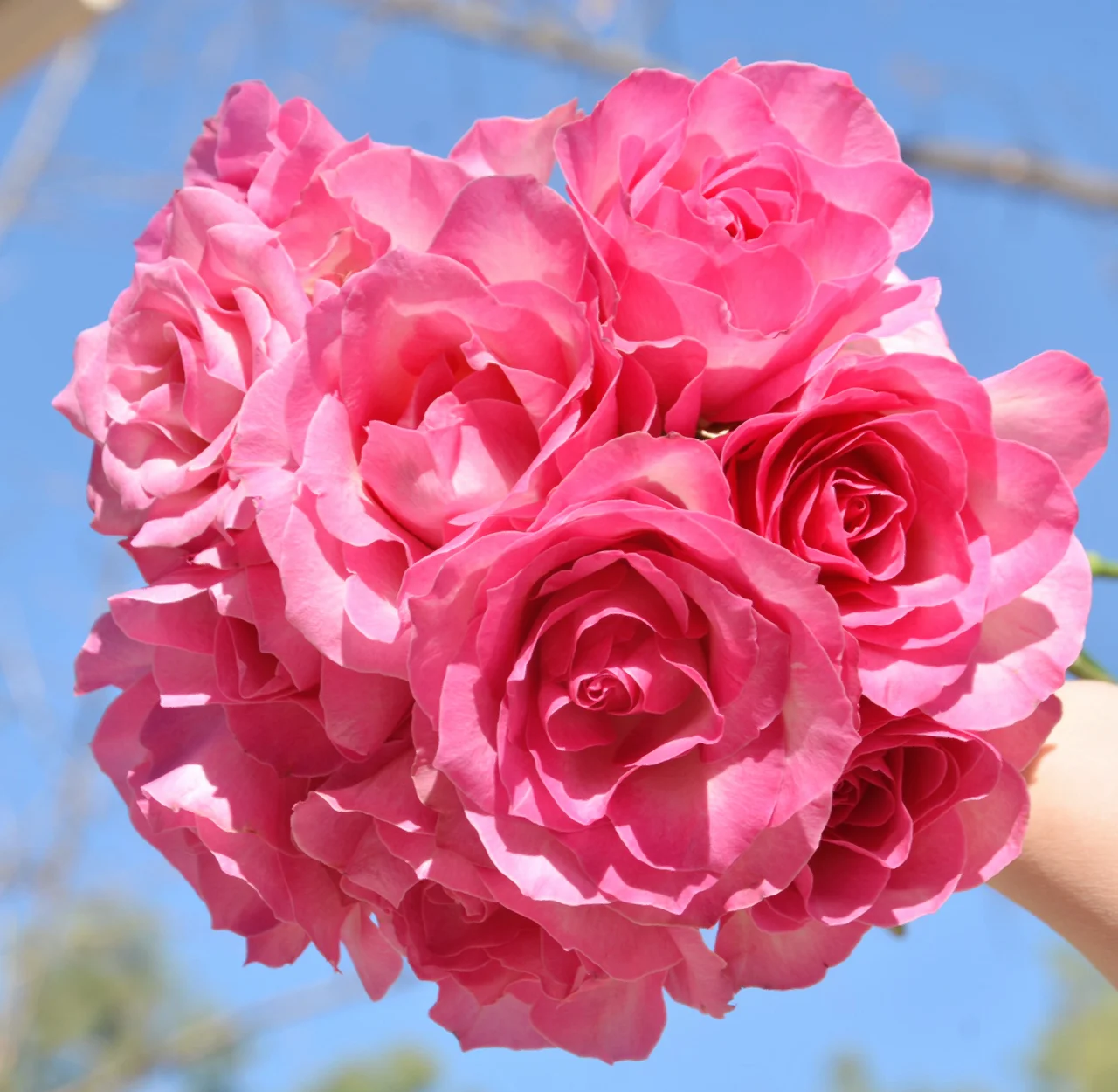 Sweet Avalanche Rose
