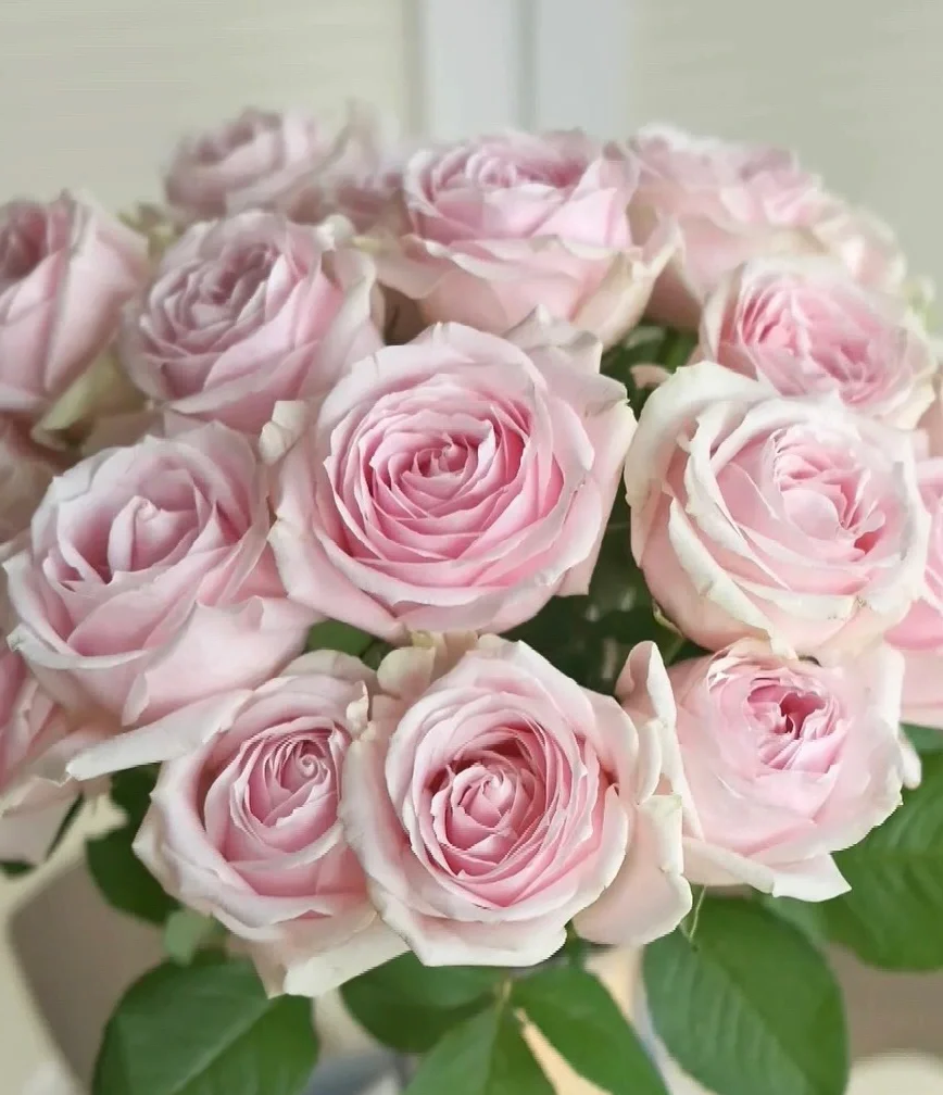 Pink Avalanche Rose