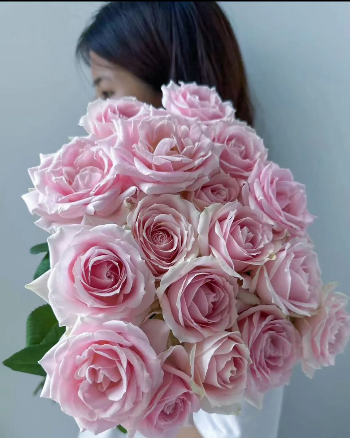 Pink Avalanche Rose