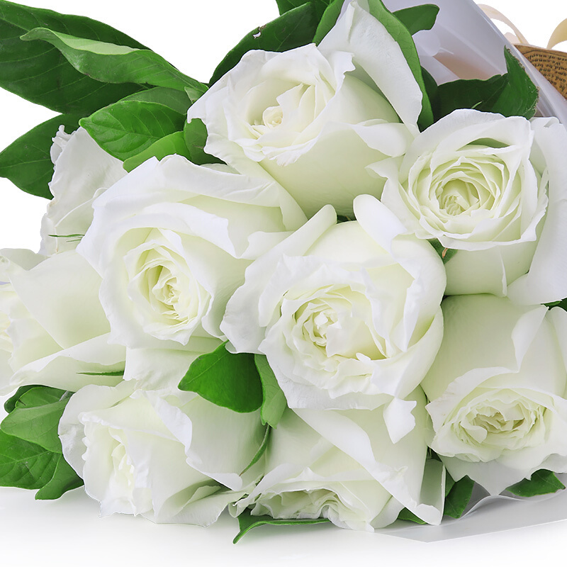 White Avalanche Rose